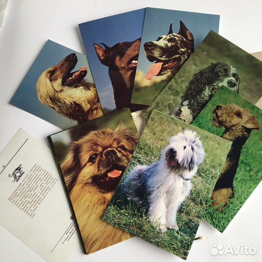 Набор 20 Открыток Наши Верные Друзья Собаки СССР