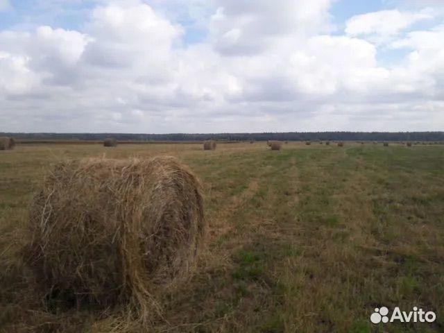 Продам сено в рулонах