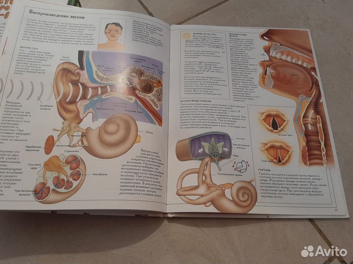 Что внутри человека Барбара Дриллсма