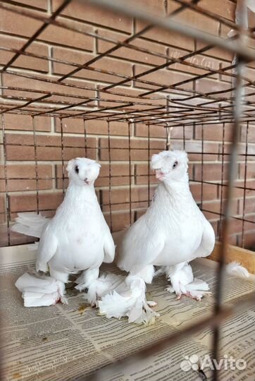 Голуби Гульбадам