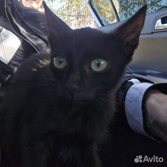 Котик в поисках дома