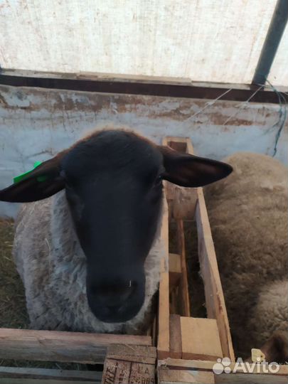 Овцы Суффолк