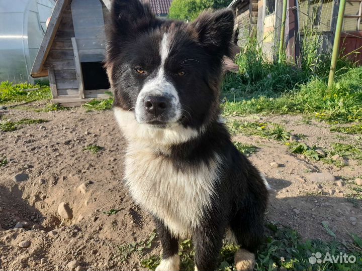 Щенок Хаски