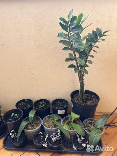 Замиокулькас,орихидеи,традесканции,мандарины