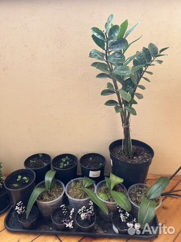 Замиокулькас,орихидеи,традесканции,мандарины