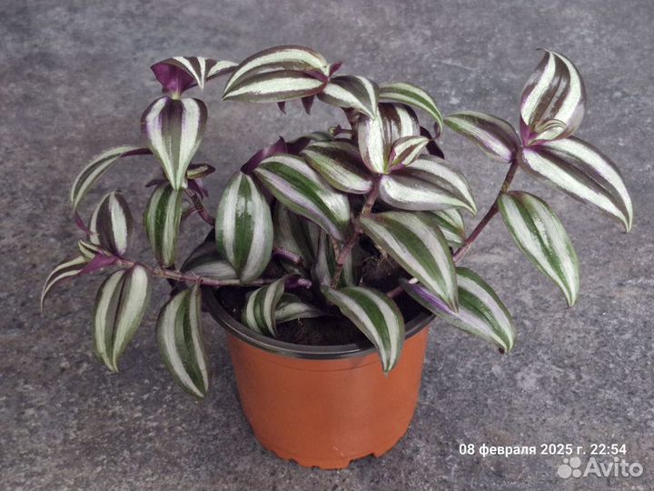 Традесканция зебрина