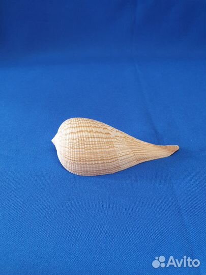 Морские ракушки Мурекс, Murex indivia - 87мм