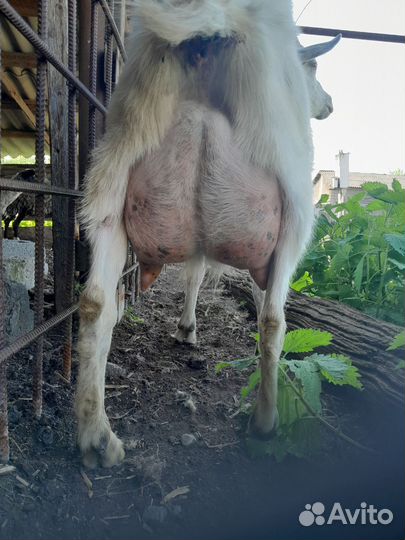 Козы дойные