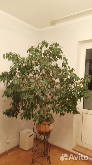 Комнатные растения большие