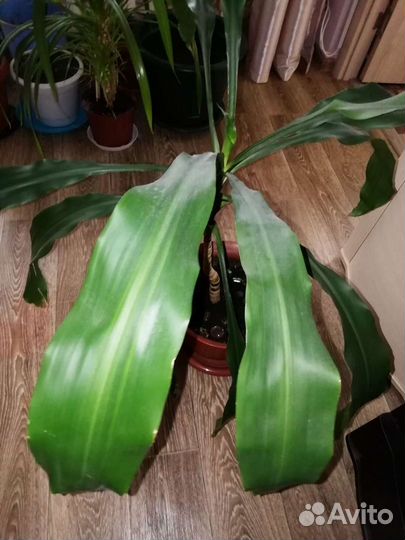 Драцена душистая