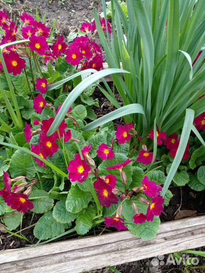 Цветы примула