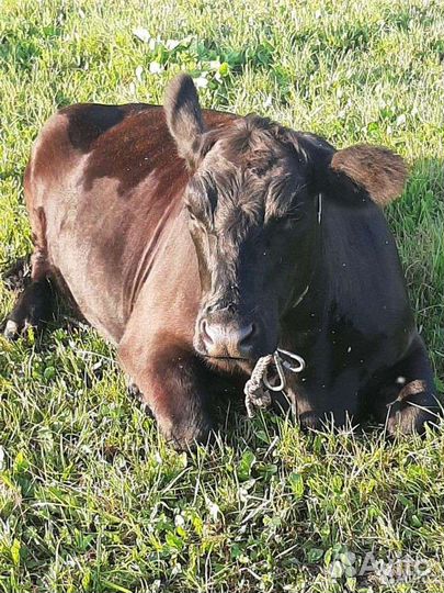 Телки стельные