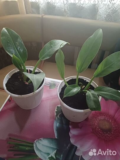 Филодендрон грин принцесс