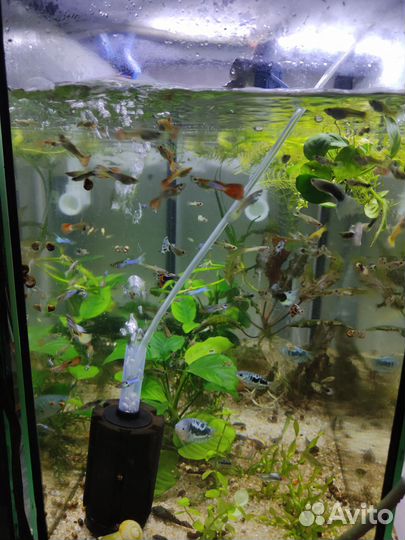 Аквариумные рыбки