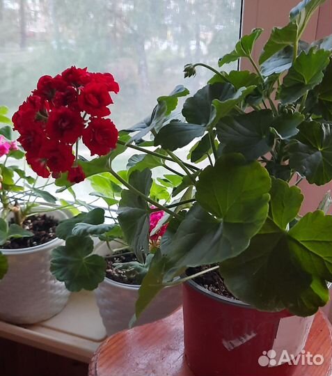 Пеларгония герань сортовая