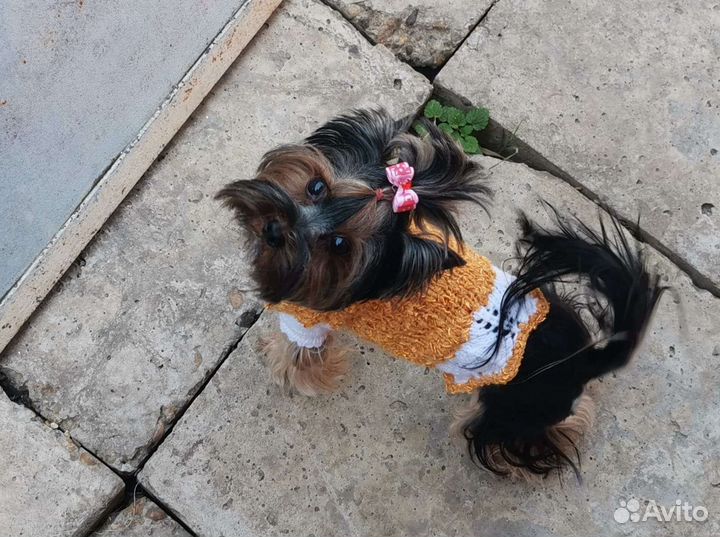 Йоркширский терьер вязка