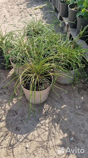 Туя Випкорд