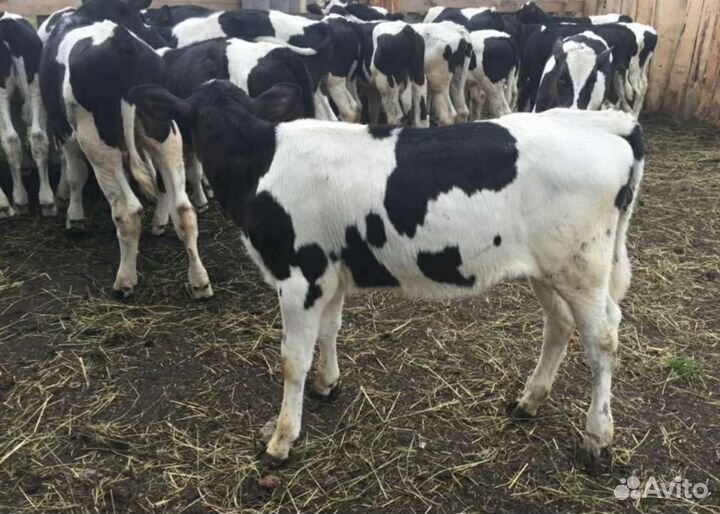 Бычки и быки