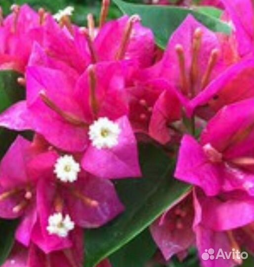 Бугенвиллия