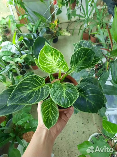 Филодендроны