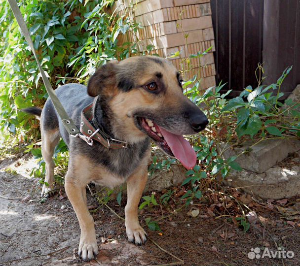 Молодой кобель в добрые руки