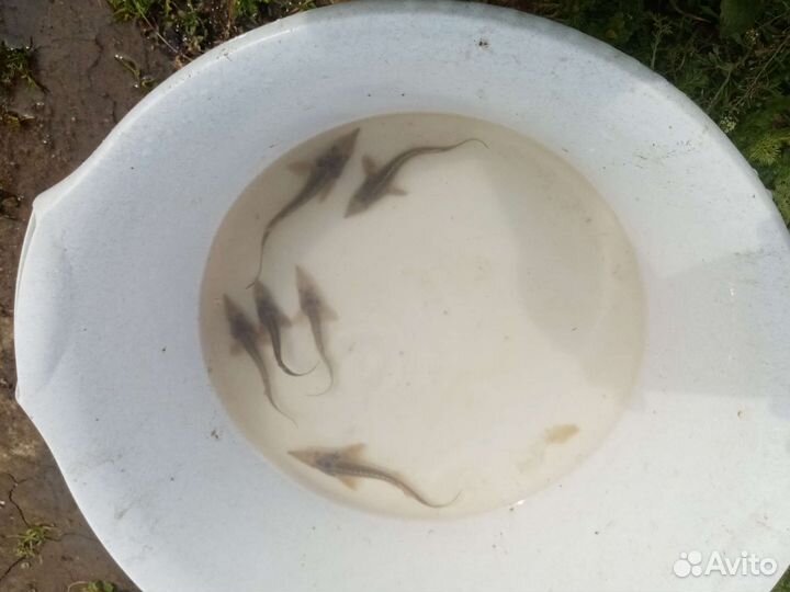 Малёк для зарыбления