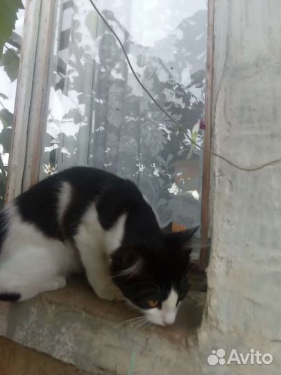 Кошка кошечка