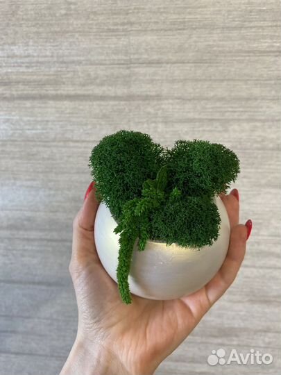 Стабилизированный мох в гипсовом кашпо