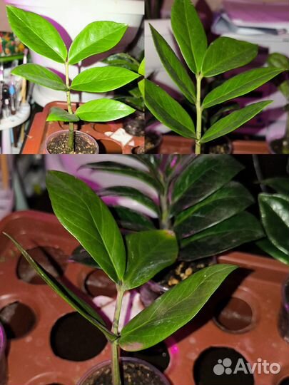 Замиокулькас