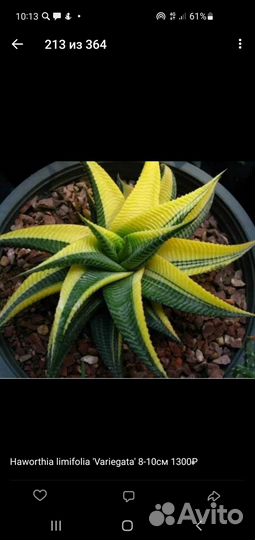 Оптовые совместные закупки суккулентов