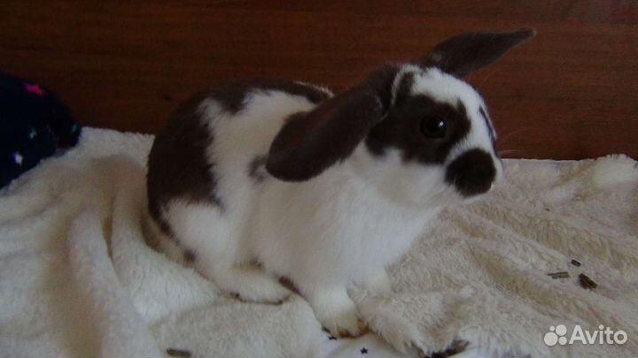 Декоративные кролики вислоухие