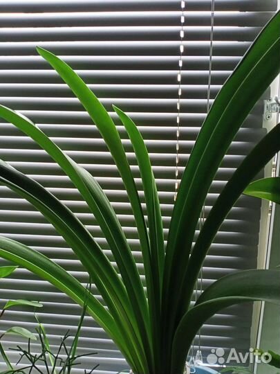 Комнатные цветы