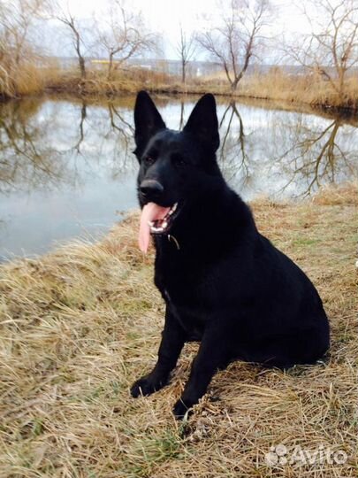 Восточноевропейская овчарка