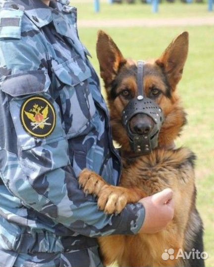 Кинолог