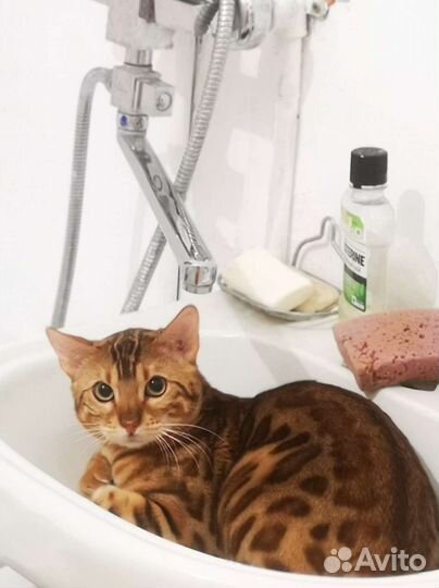 Передержка кошек и других небольших питомцев