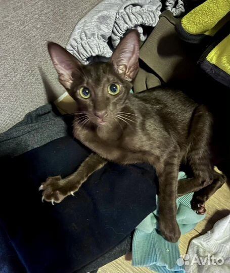 Ориентальные котята