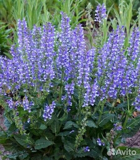 Растения для сада