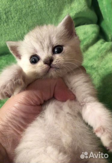 Шотландские котята