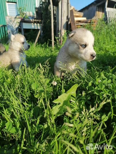 Щенки сибирской хаски