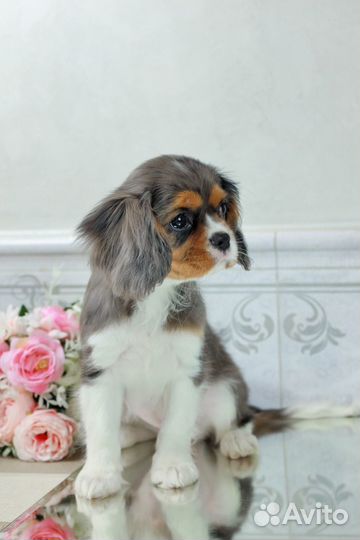 Роскошная малышка Кавалер Кинг Чарльз спаниель
