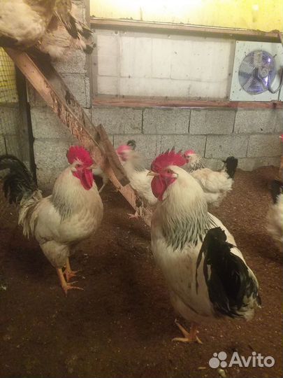 Инкубационное яйцо суточные цыплята