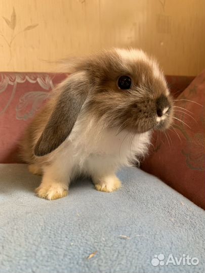 Кролик декоративный вислоухий