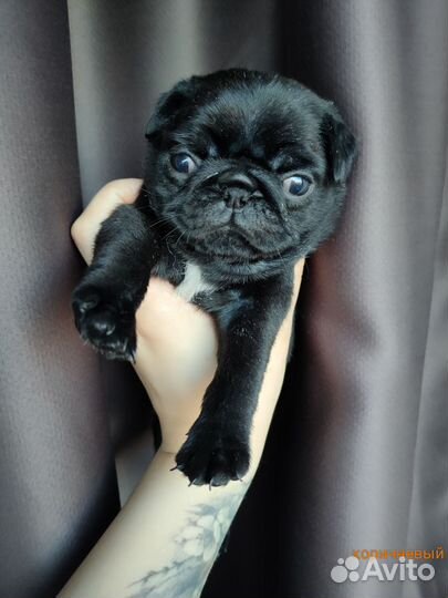 Щенки мопса