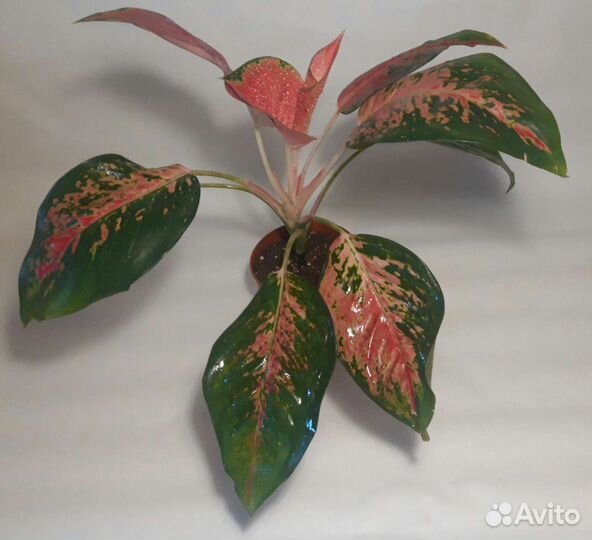 Аглаонема Boonsetthi