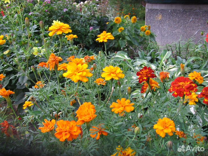 Canon PowerShot A510 цифровой фотоаппарат