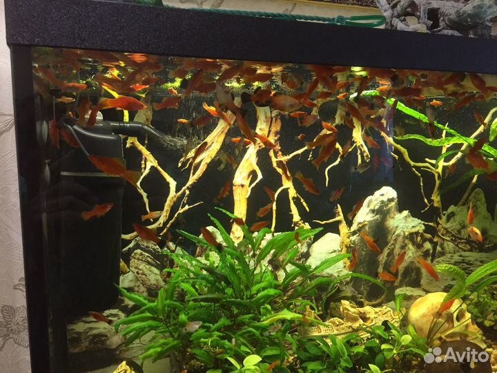 Аквариум, рыбки