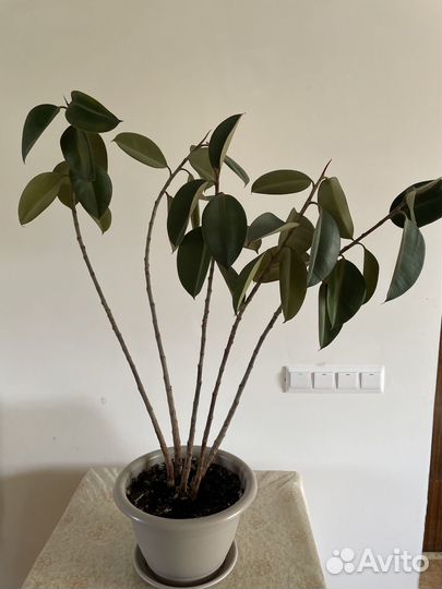 Фикус эластика