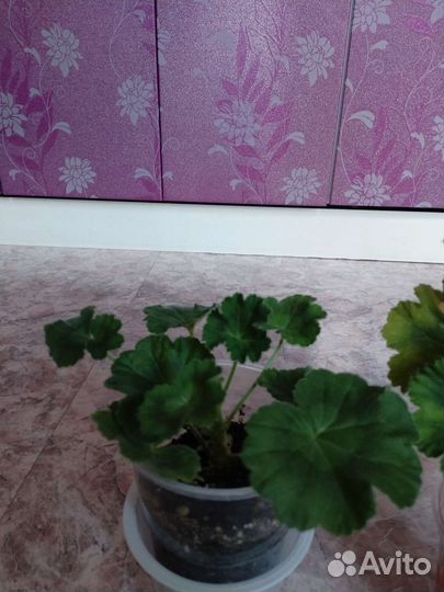 Пеларгония герань viva rosita, и фиалки