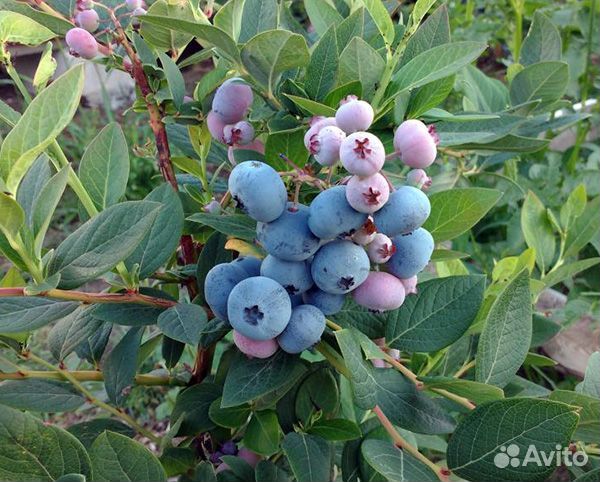 Голубика сорт Аврора