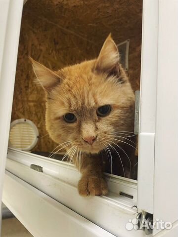 Рыжий кот в дар